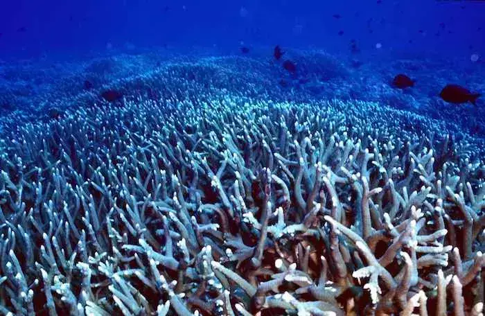 best places for snorkelling miami