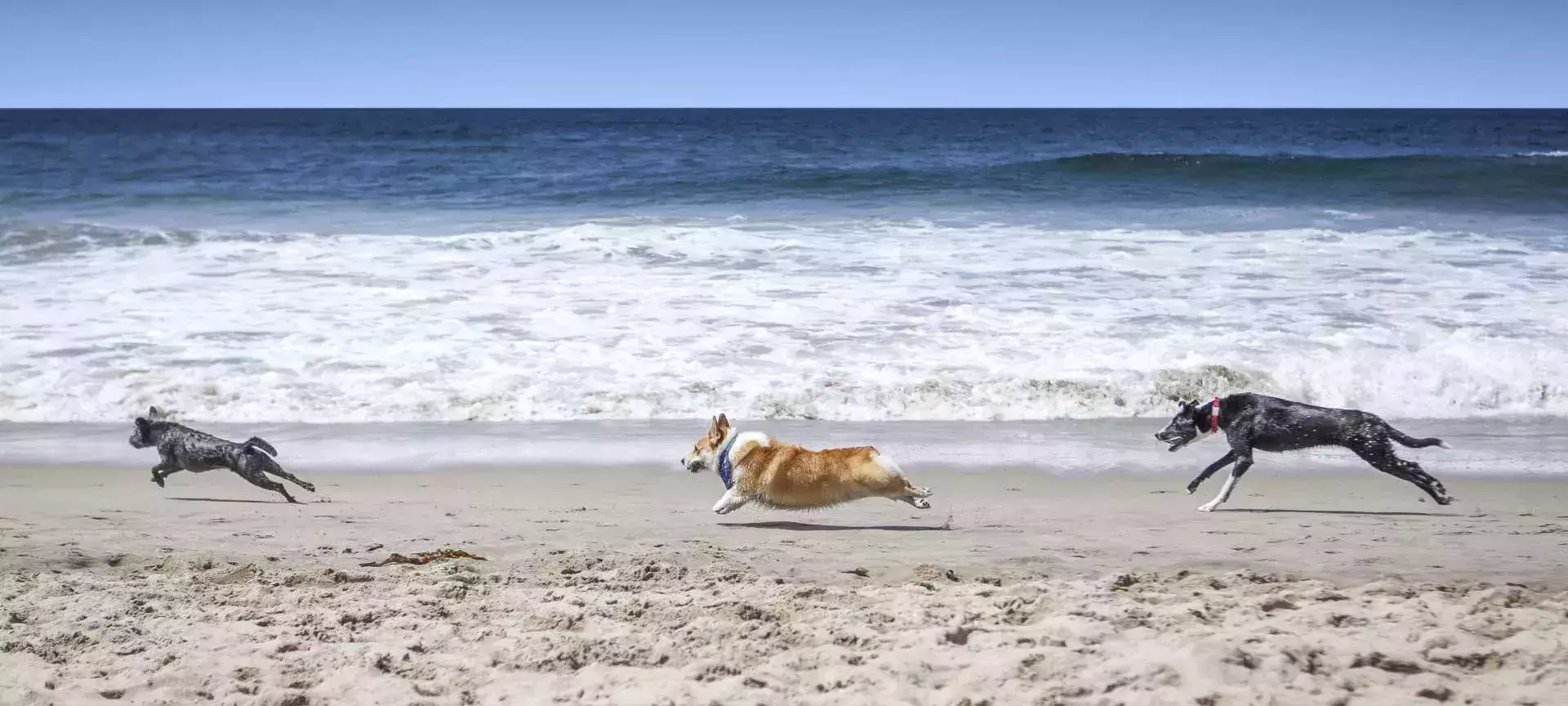 Huntington Dog Beach