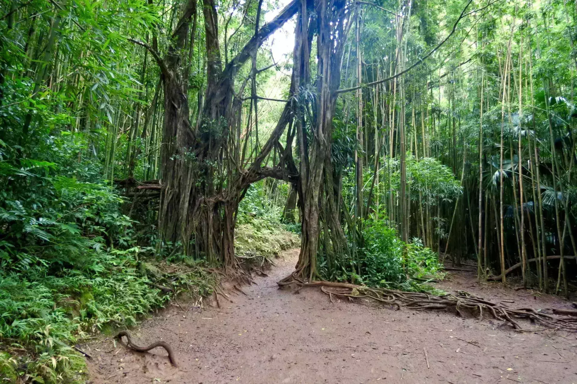 haunted manoa falls oahu hawaii