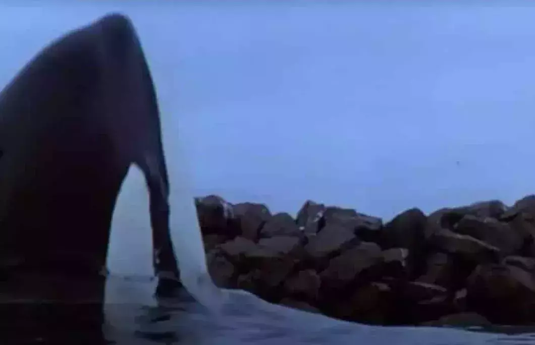 Free Willy (1993)