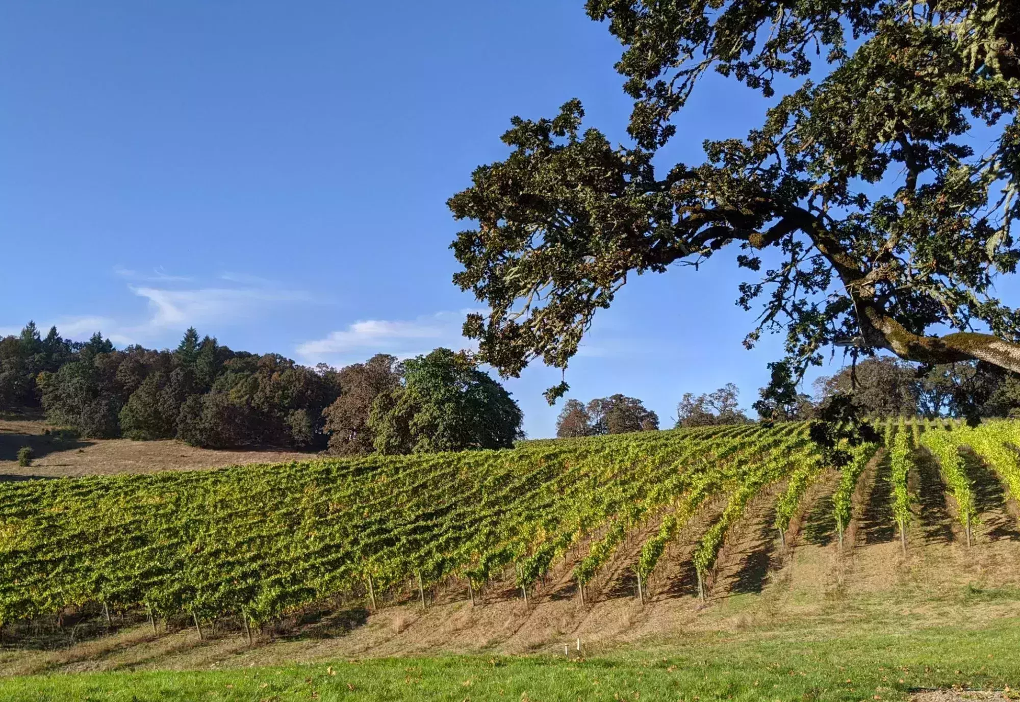 best wineries in Oregon