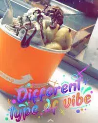 Ice cream rolls florida