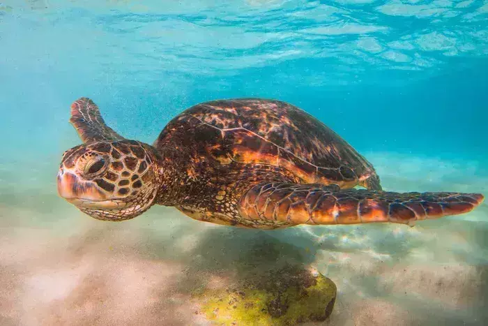 best places for snorkeling in Costa Rica