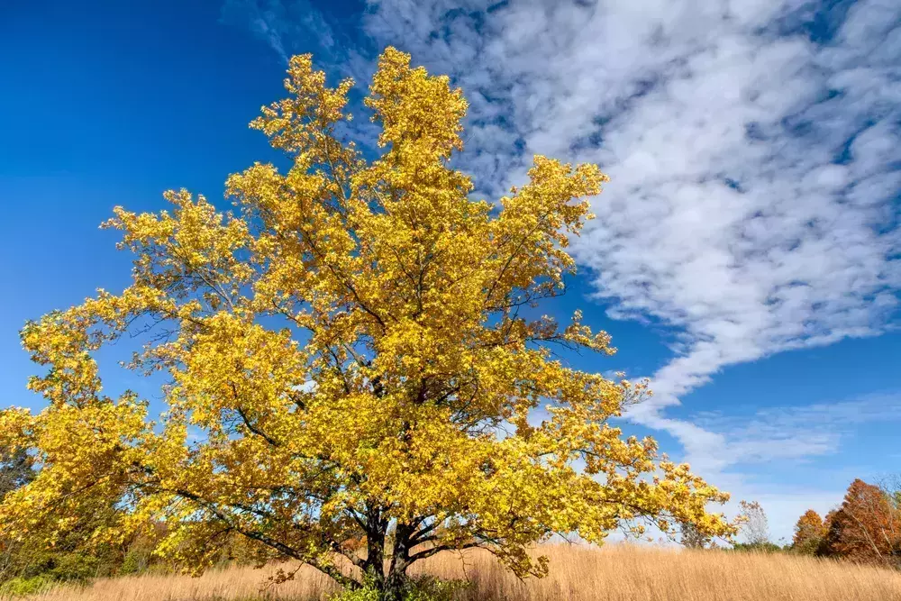 yellow leaf tree in Fort Harrison State Park, Indianapolis