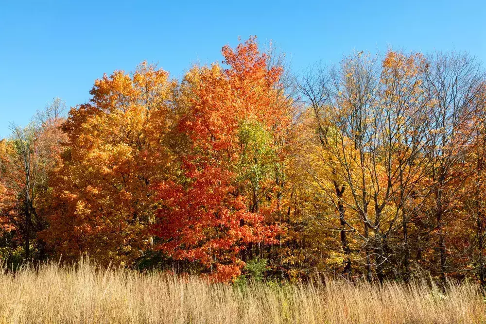 autumn leaves in Fort Harrison State Park