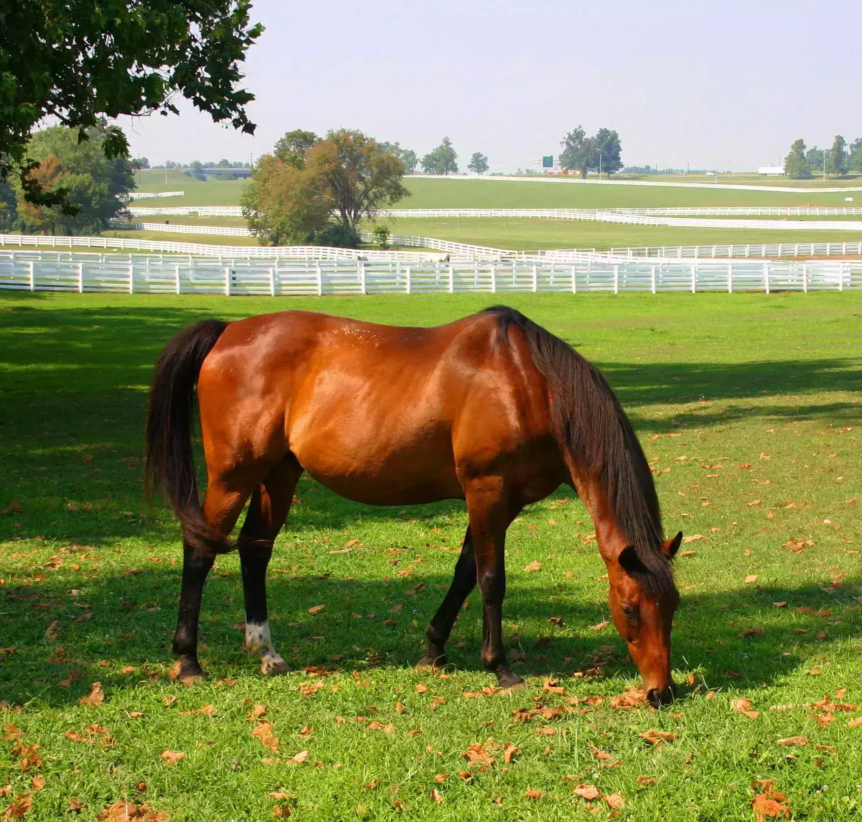 The 7 best things to do in Lexington