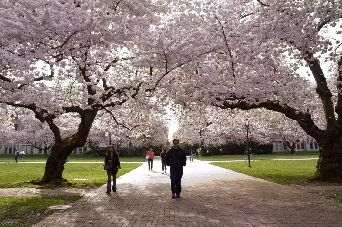 Image result for cherry blossom festival seattle