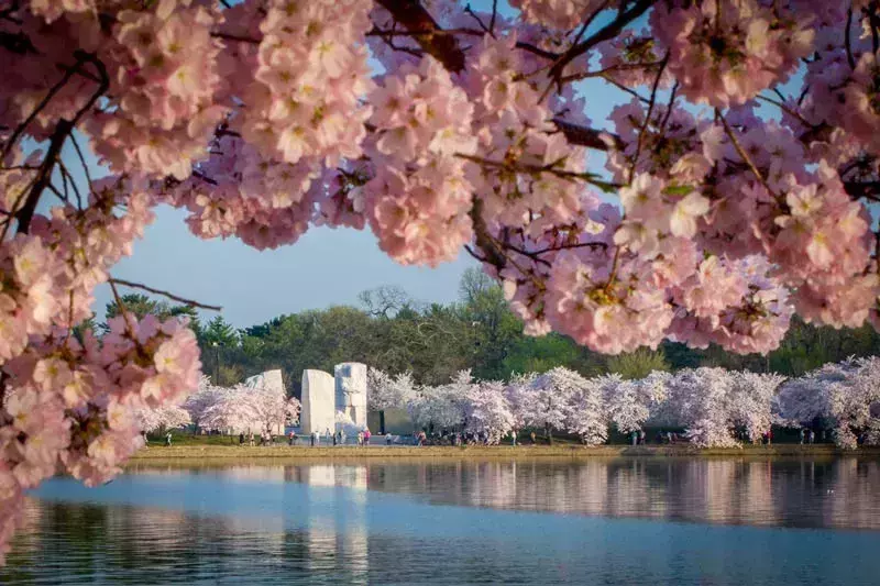 Image result for cherry blossom washington dc 2020