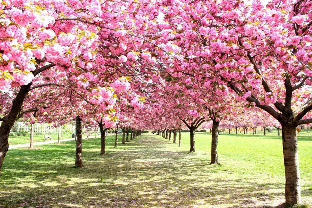 cherry blossom festivals