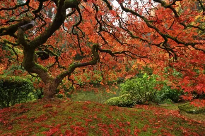 best things to do in portland oregon