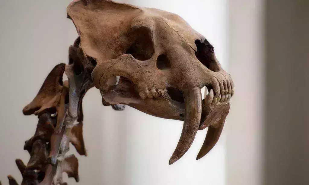 american natural history museum 