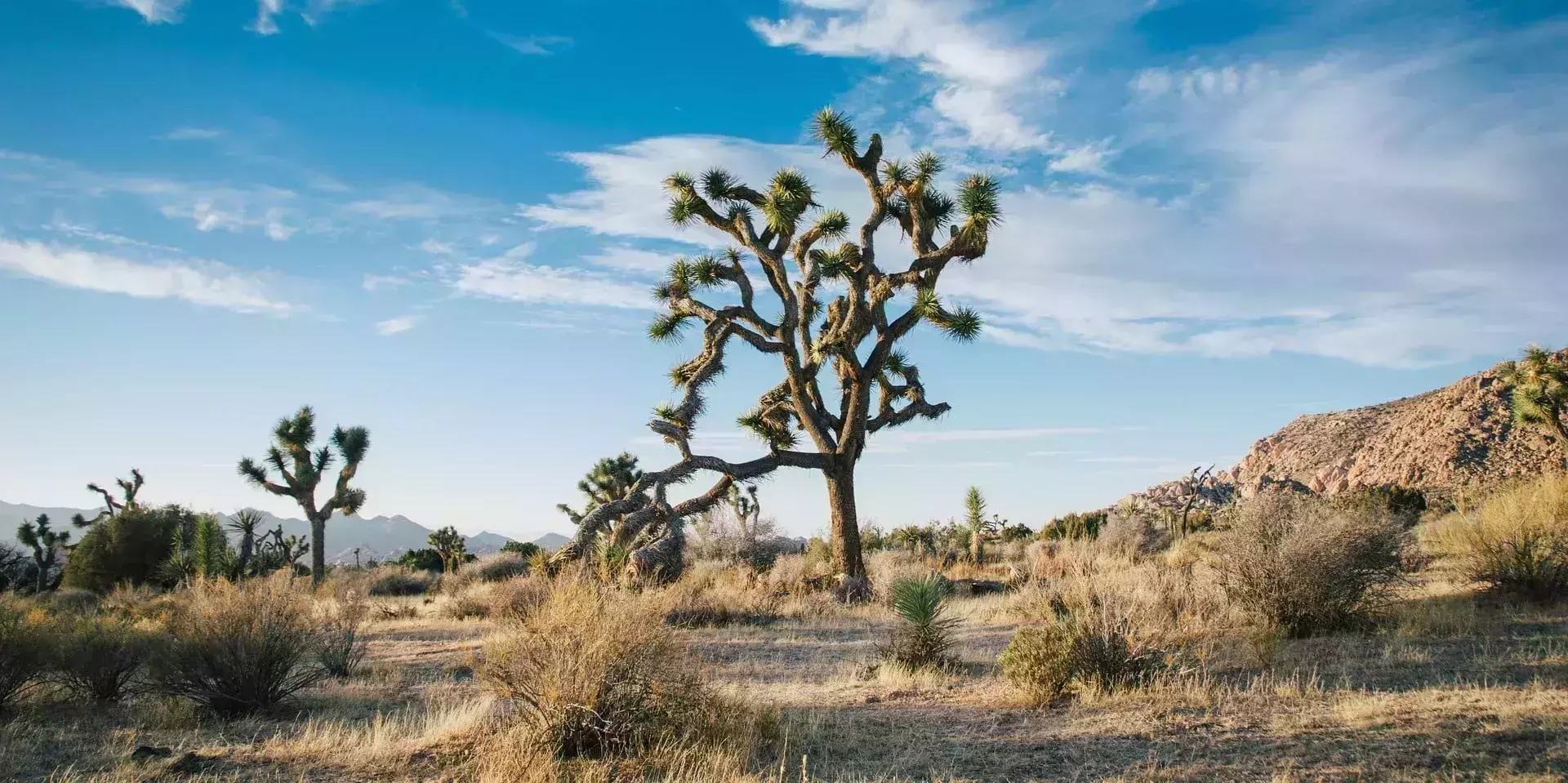How to Visit Joshua Tree in 2020