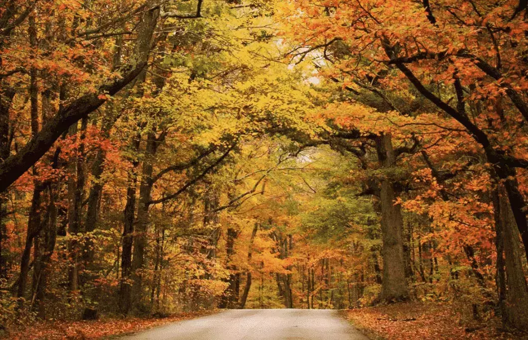 Fall Foliage Road Trip