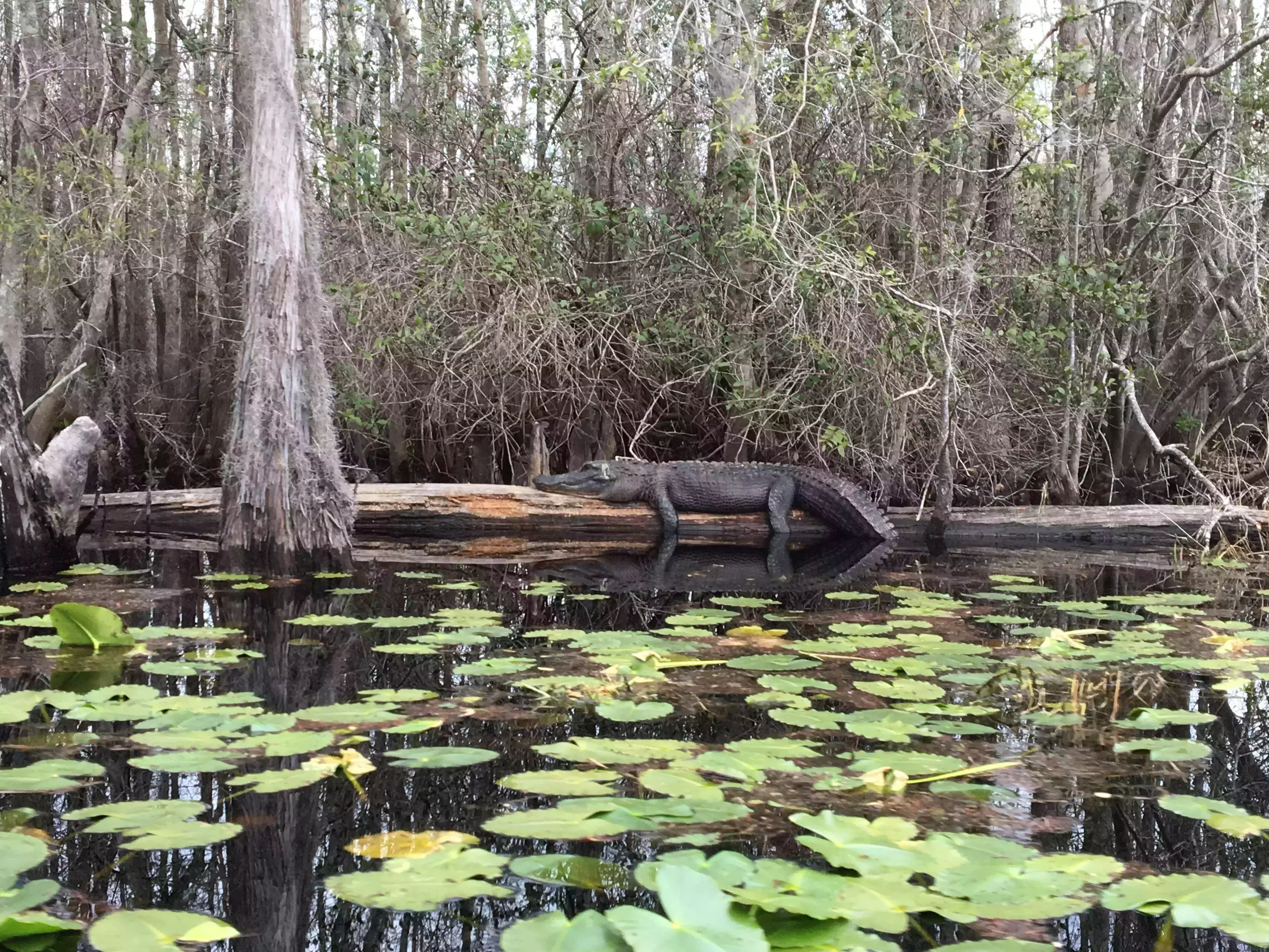 Okefenokee Swamp: &amp;amp;ldquo;There&amp;#039;s no other place in the world like the ...