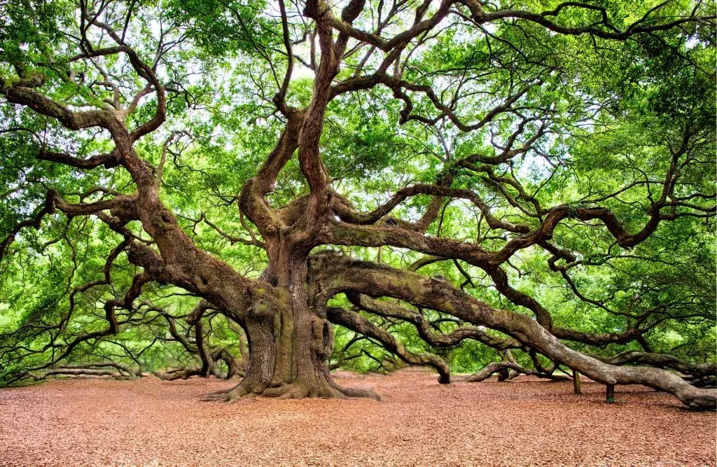 instagrammable places in charleston