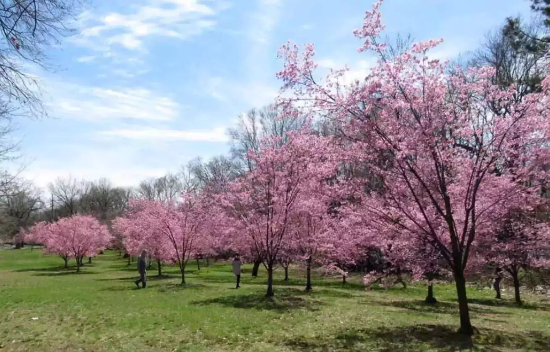 Cherry Blossoms at Branch Brook Park