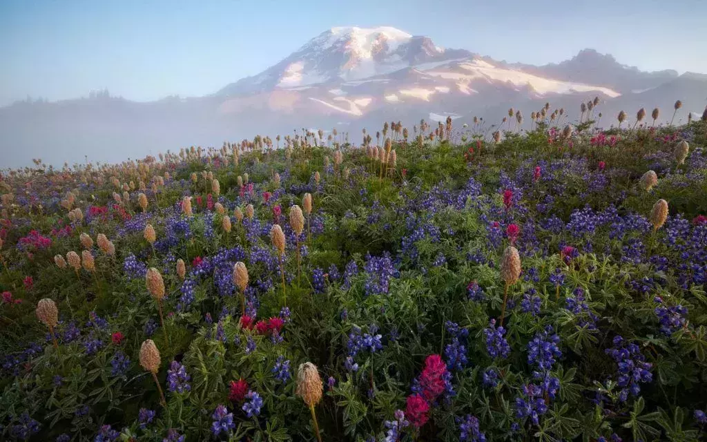 Wildflower Bloom