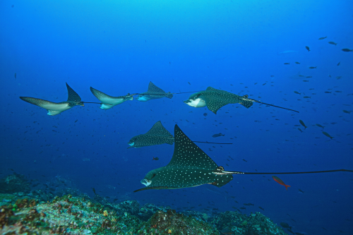 Eagle rays glide through the waters around the Galapagos Islands