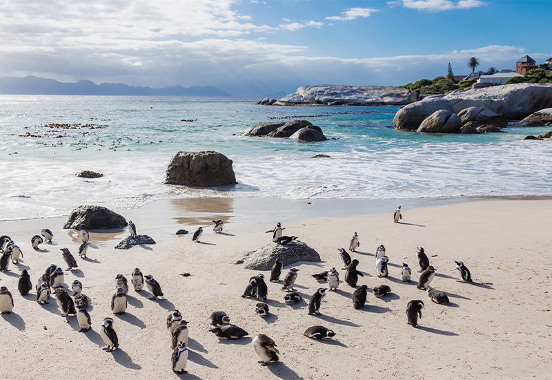 Scenic view of Boulders Beach