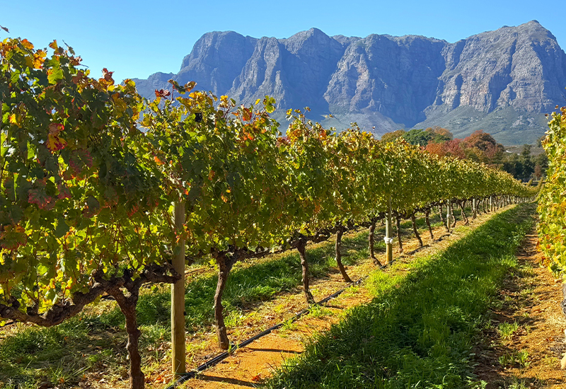 Scenic view of the Cape Winelands