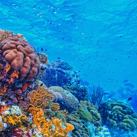 Scenic view of Caribbean Coral Reef