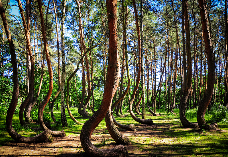 Scenic view of the Crooked Forest