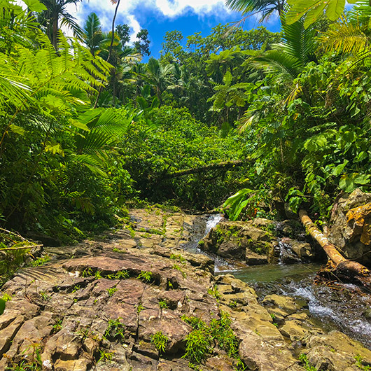 Scenic view of El Yunque National Forest