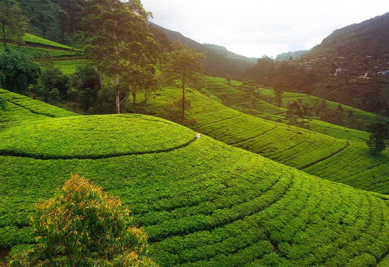 Scenic view of tea plantations in Nuwara Eliya