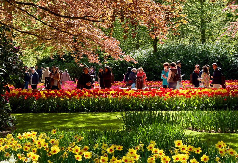 Scenic view of Tulip Fields of Lisse