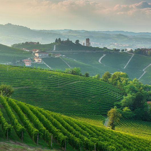 Scenic view of wines of Piedmont