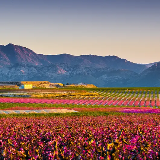 A Scenic View of Flowering field in the town of Cieza
