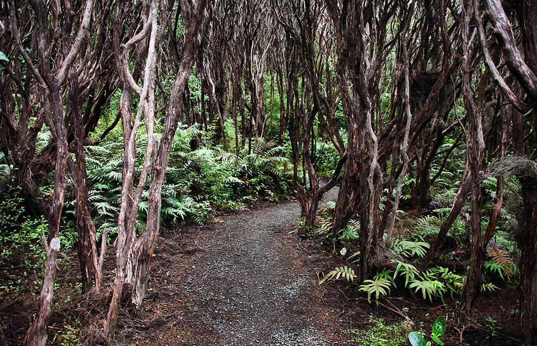 Rata Forest New Zealand