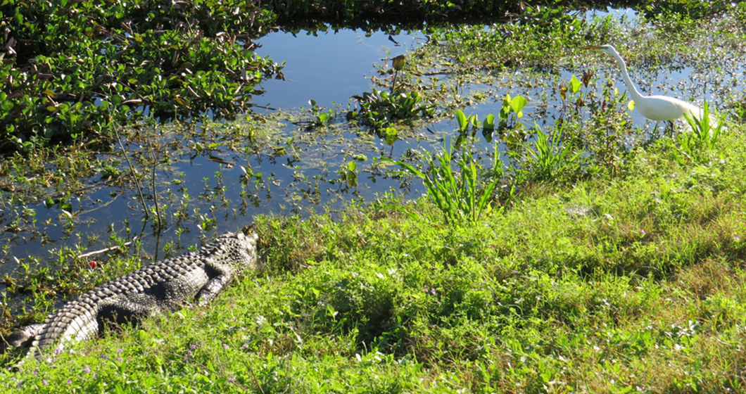 Brazos Bend State Park