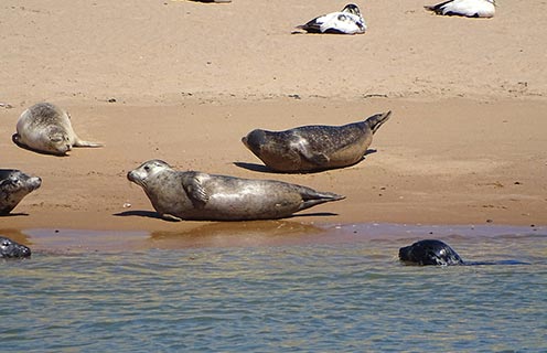 Newburgh Seal Beach, Scotland