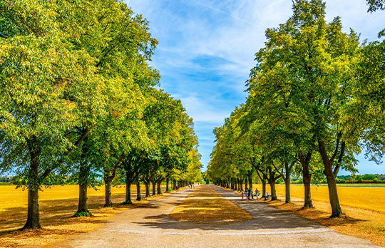 Alley Leading to the Falkenlust Palace