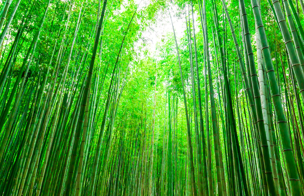 23. Anji bamboo forest, China