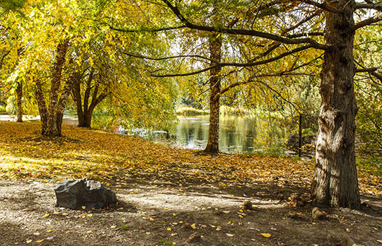 Arboretum in Moscow