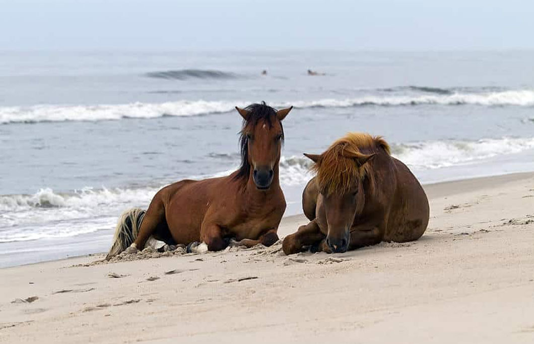 37th. Assateague Beach – Assateague Island, Virginia