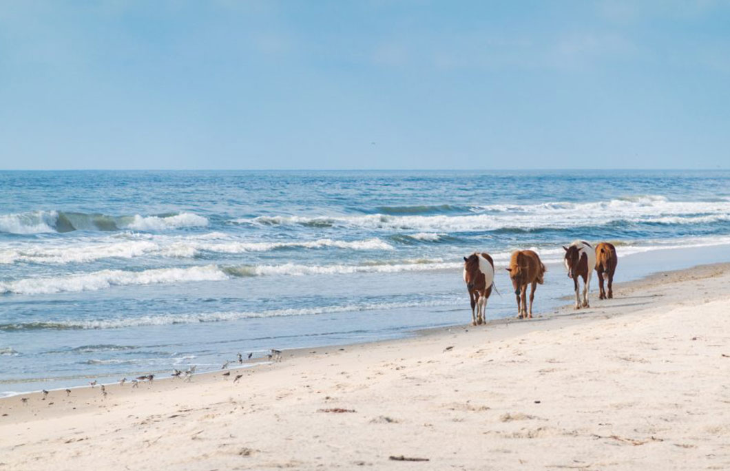 26. Assateague Island, Maryland