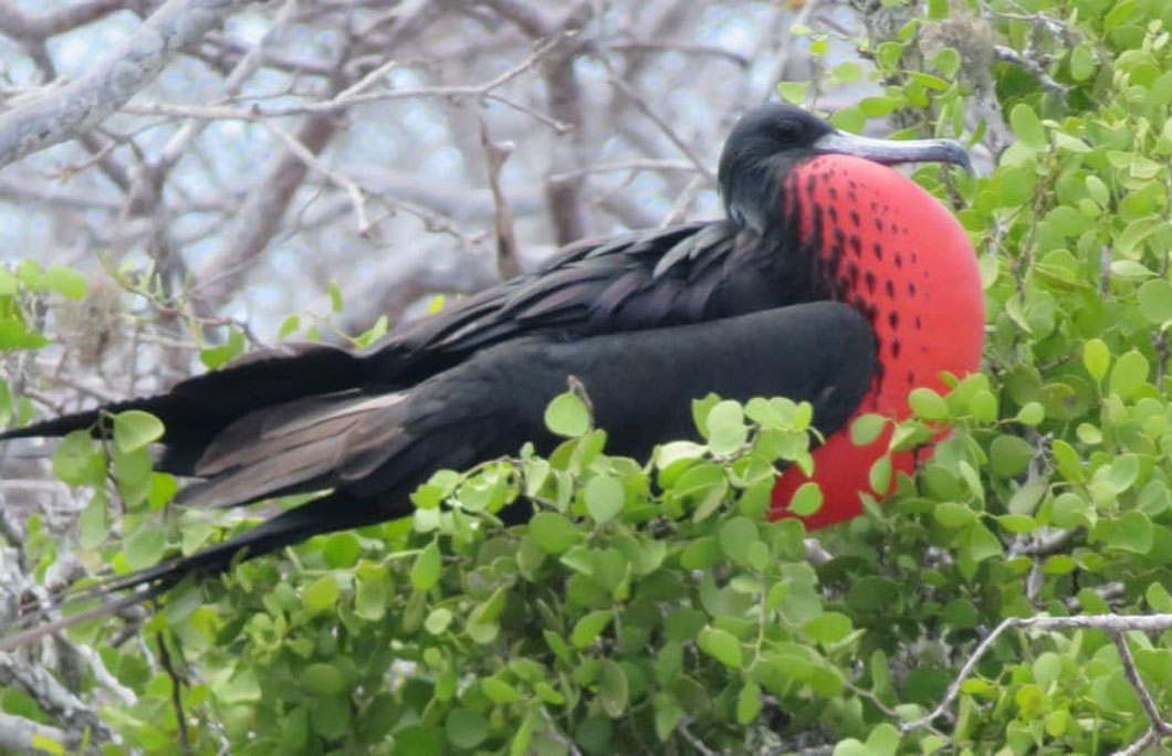 Barbuda is Home to the Largest Frigate Bird Colony in the Western Hemisphere