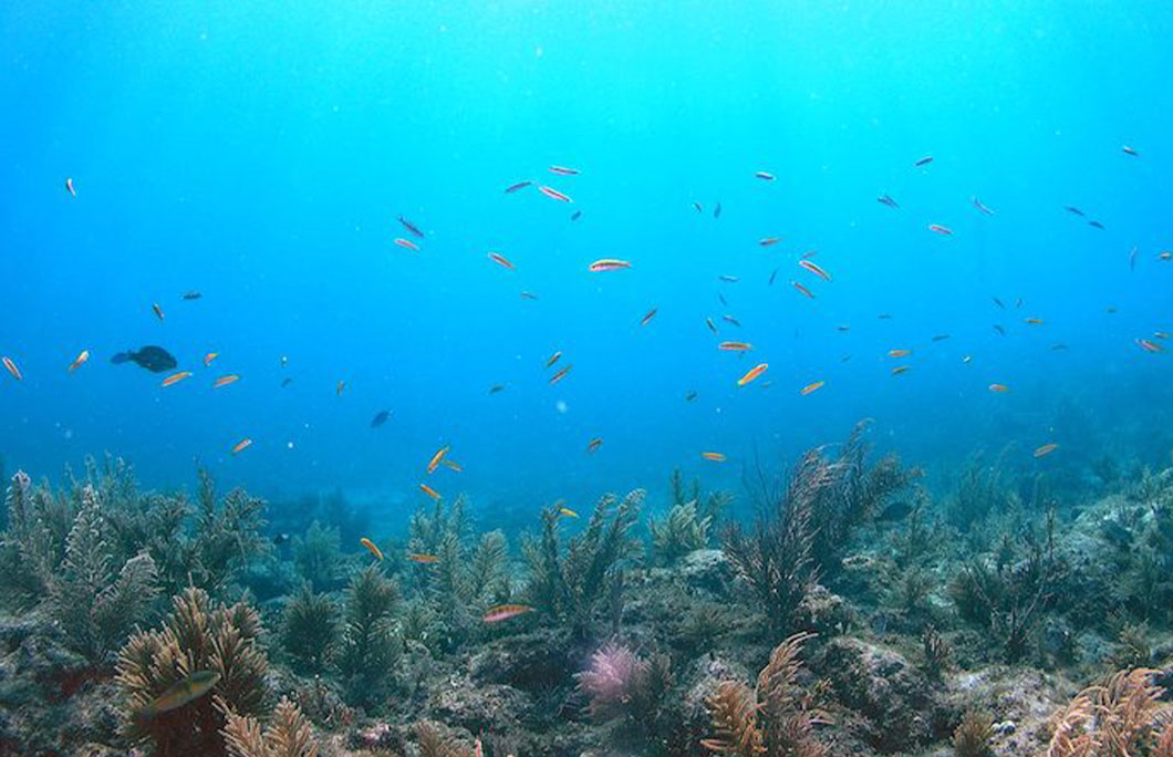 7 Best Places for Snorkeling In Bermuda