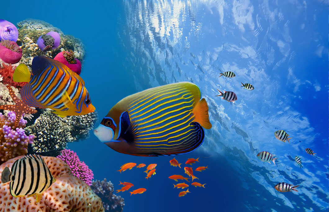 The Best Places for Snorkeling in Egypt | EnjoyTravel.com