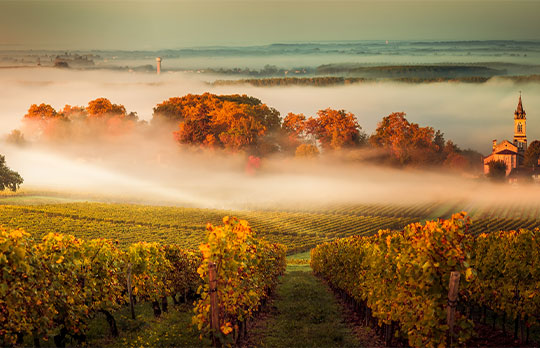 Bordeaux Wineyard