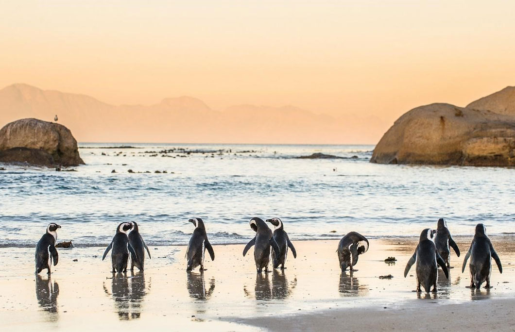Boulders Beach – South Africa