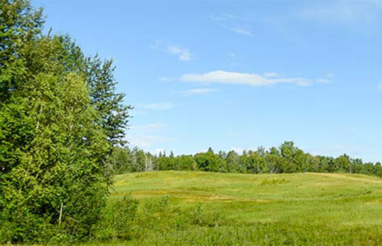 Bunchberry Meadows
