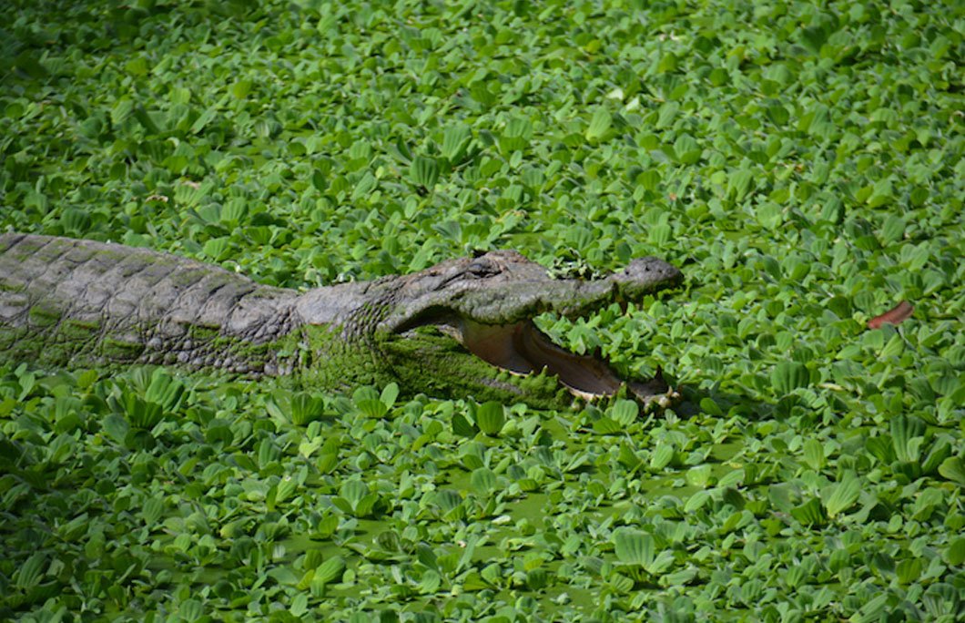 Burundi is home to a notorious man-eating crocodile