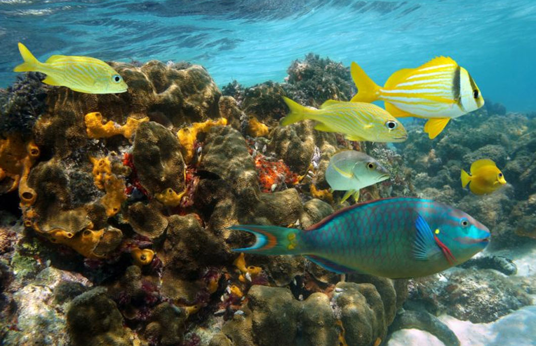 Cancun is home to the second-largest reef system in the world