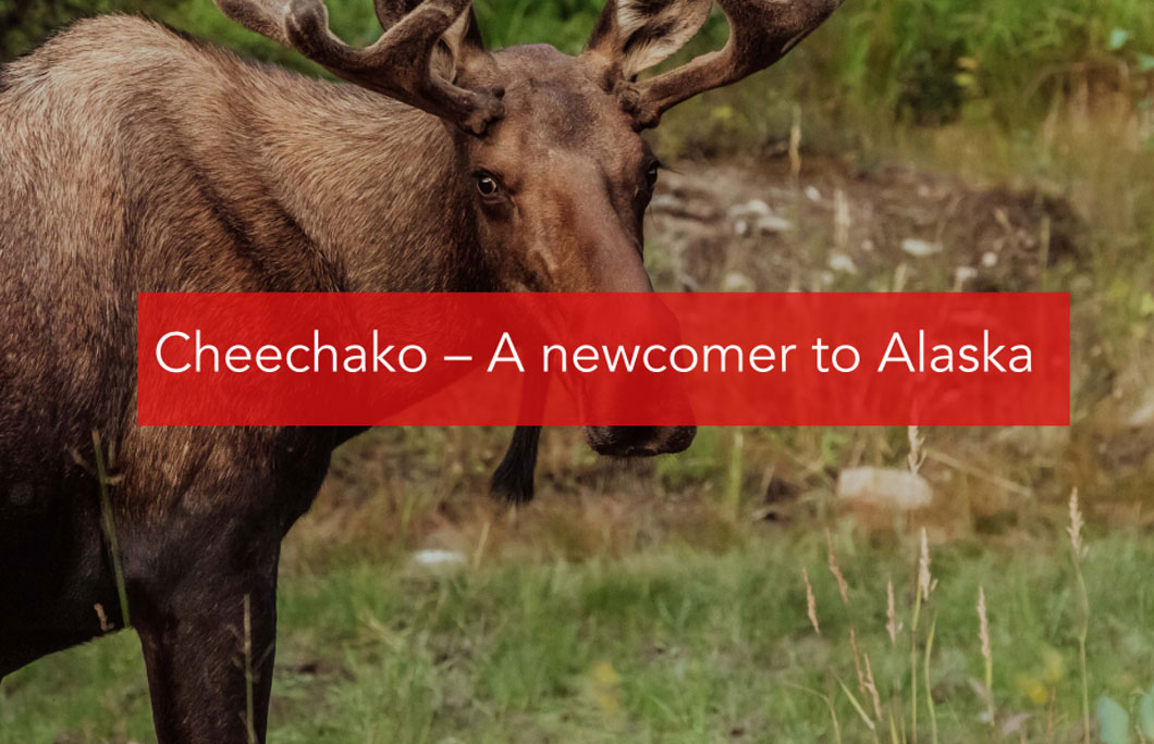 Cheechako – This is a term for a newcomer to Alaska