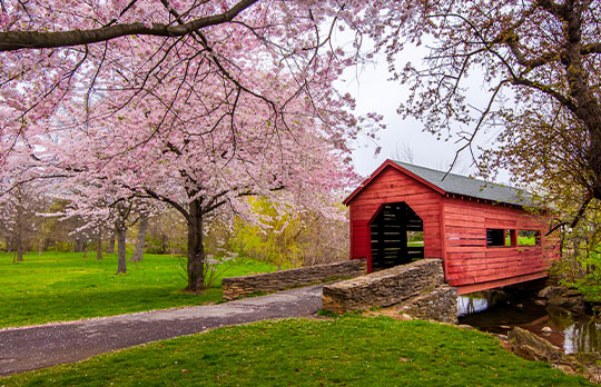 Cherry Blossoms Over Covered Bridge