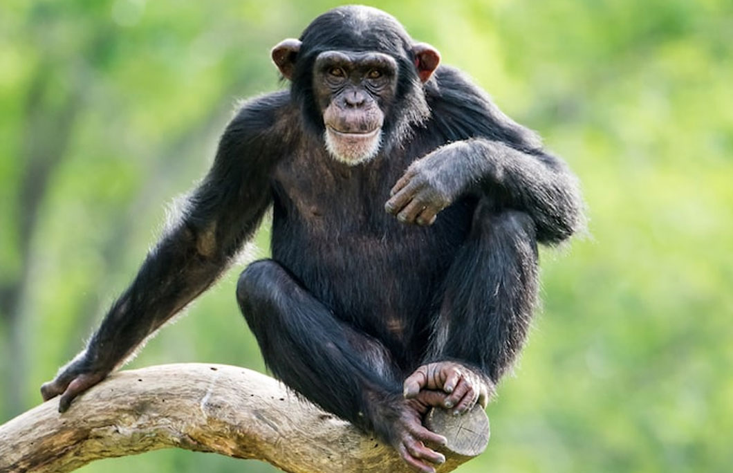 Chimpanzees discovered how to use tools in Guinea